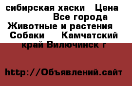 l: сибирская хаски › Цена ­ 10 000 - Все города Животные и растения » Собаки   . Камчатский край,Вилючинск г.